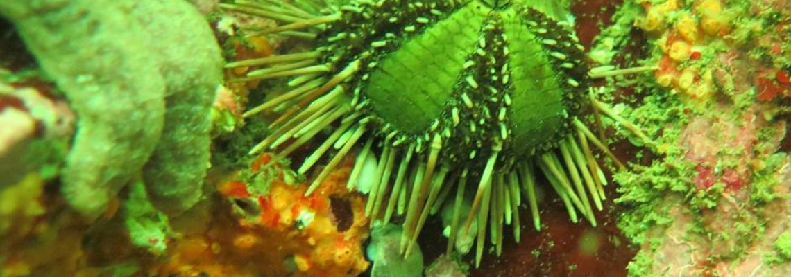 erizo verde (1) beagle secretos del mar