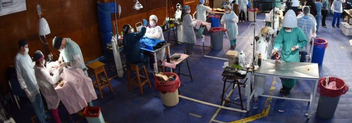 veterinarios