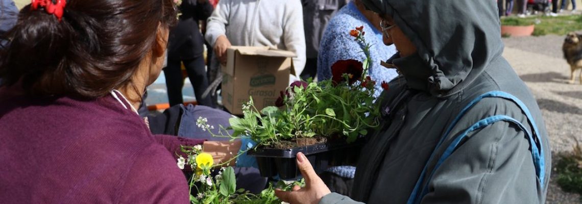 Plantines (2)