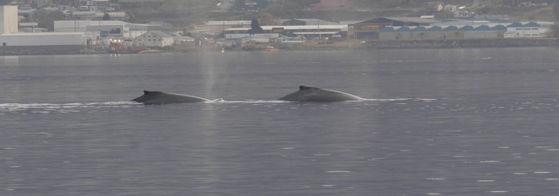 ballena centinela1
