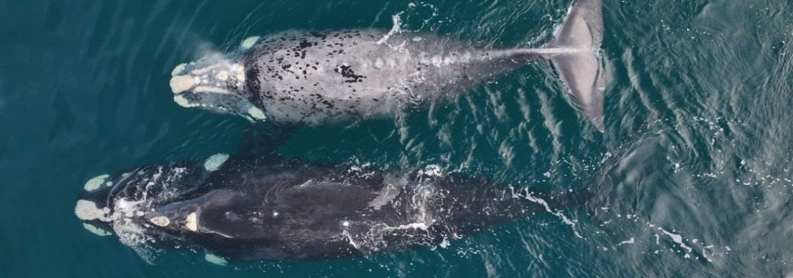 ballena1