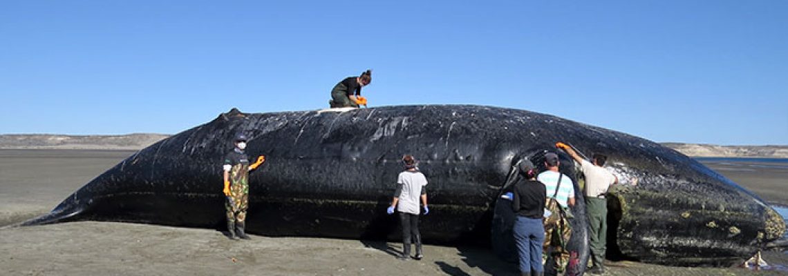 ballenas