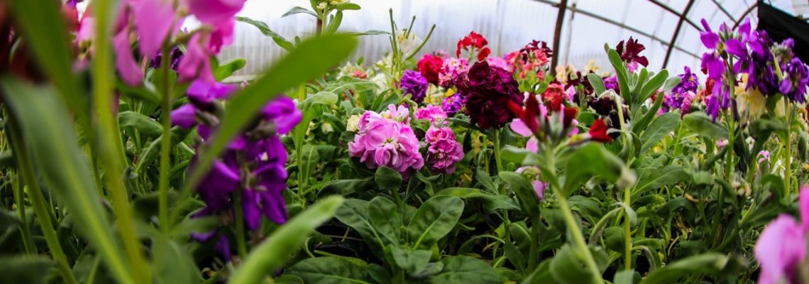 flores