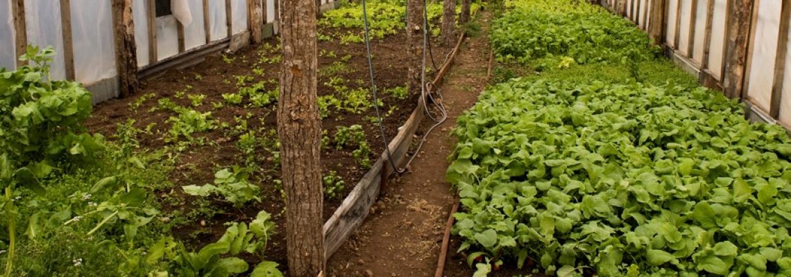 huertas en rio grande