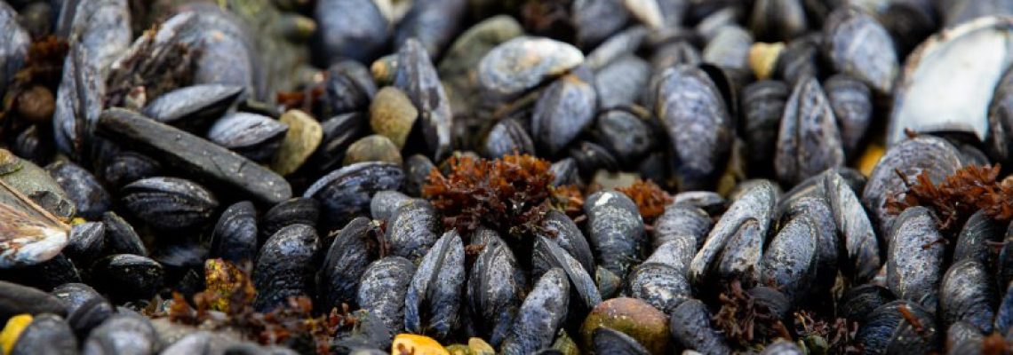 mejillones