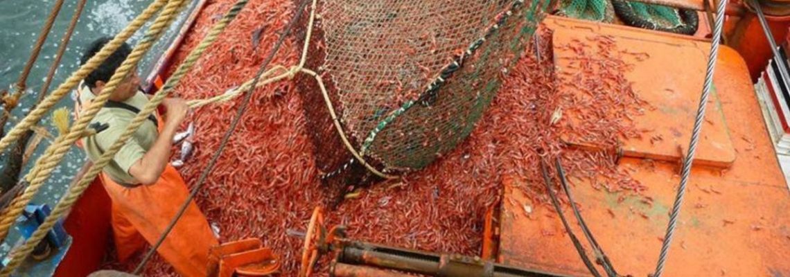 pesca langostinos