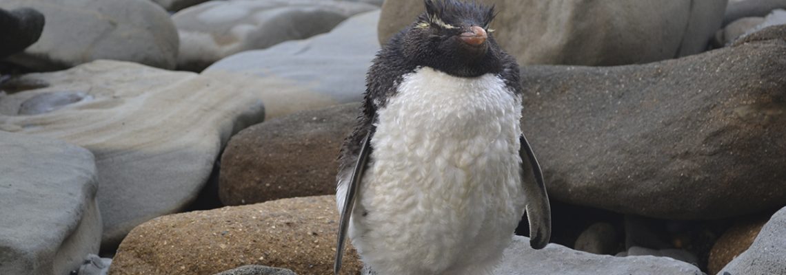 pingui1