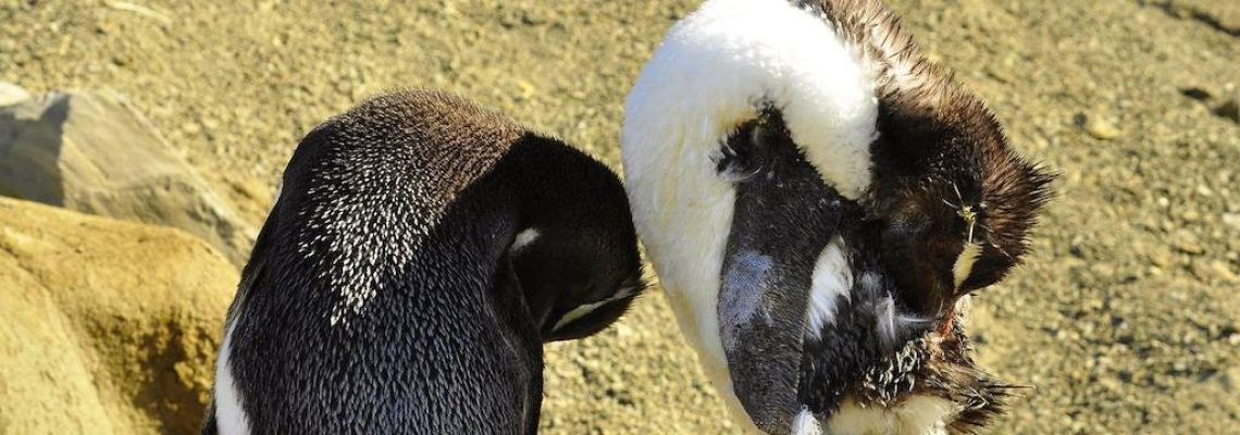 pinguin